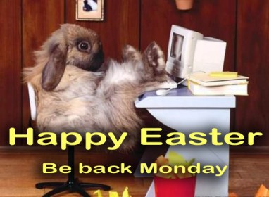 funny_rabbit_picture_32 copy